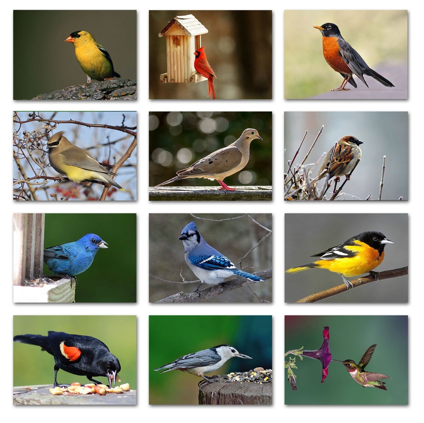 Midwest Backyard Bird Greeting Cards With Identification Card - 12 Different Birds - Blank On The Inside - 5.5 X 4.25 (24 Pack)