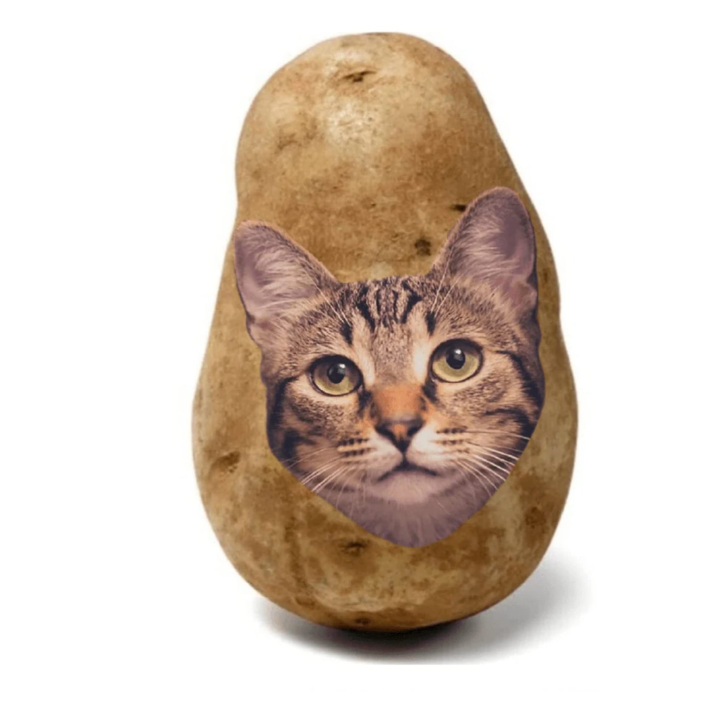 Potato Kitty - Send a message on a real potato! Gift a Potato to your Kitty. As seen on Shark Tank!