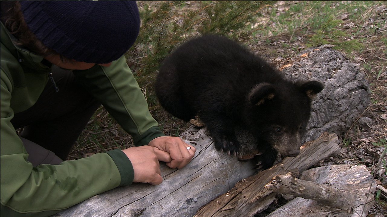 Microsoft Kinect Nat Geo TV for Xbox 360 - E3 2011 Model, Interactive Educational Gaming Experience