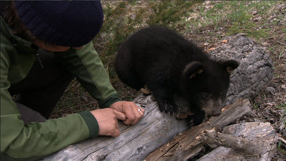 Microsoft Kinect Nat Geo TV for Xbox 360 - E3 2011 Model, Interactive Educational Gaming Experience