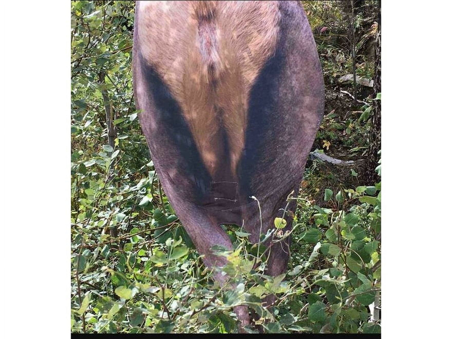 Montana Decoy Backcountry Elk Decoy