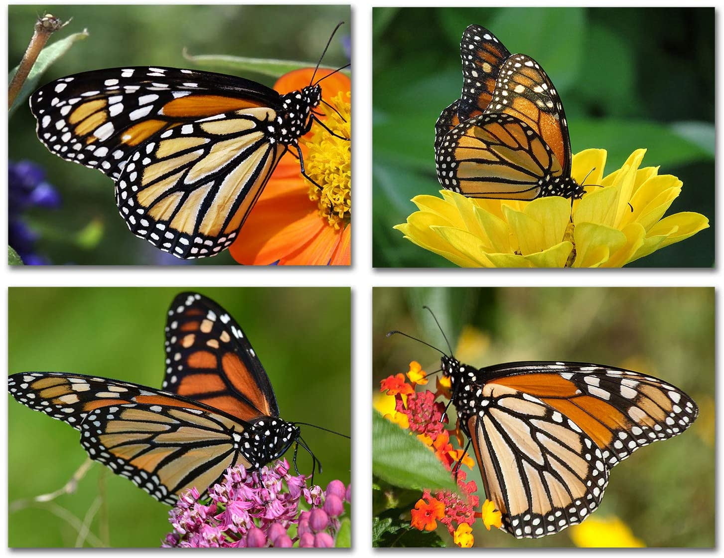 Small World Greetings Monarch Butterfly Note Cards 12 Count-Blank Inside With White Envelopes-A2 Size 5.5 X 4.25-Summer Greeting